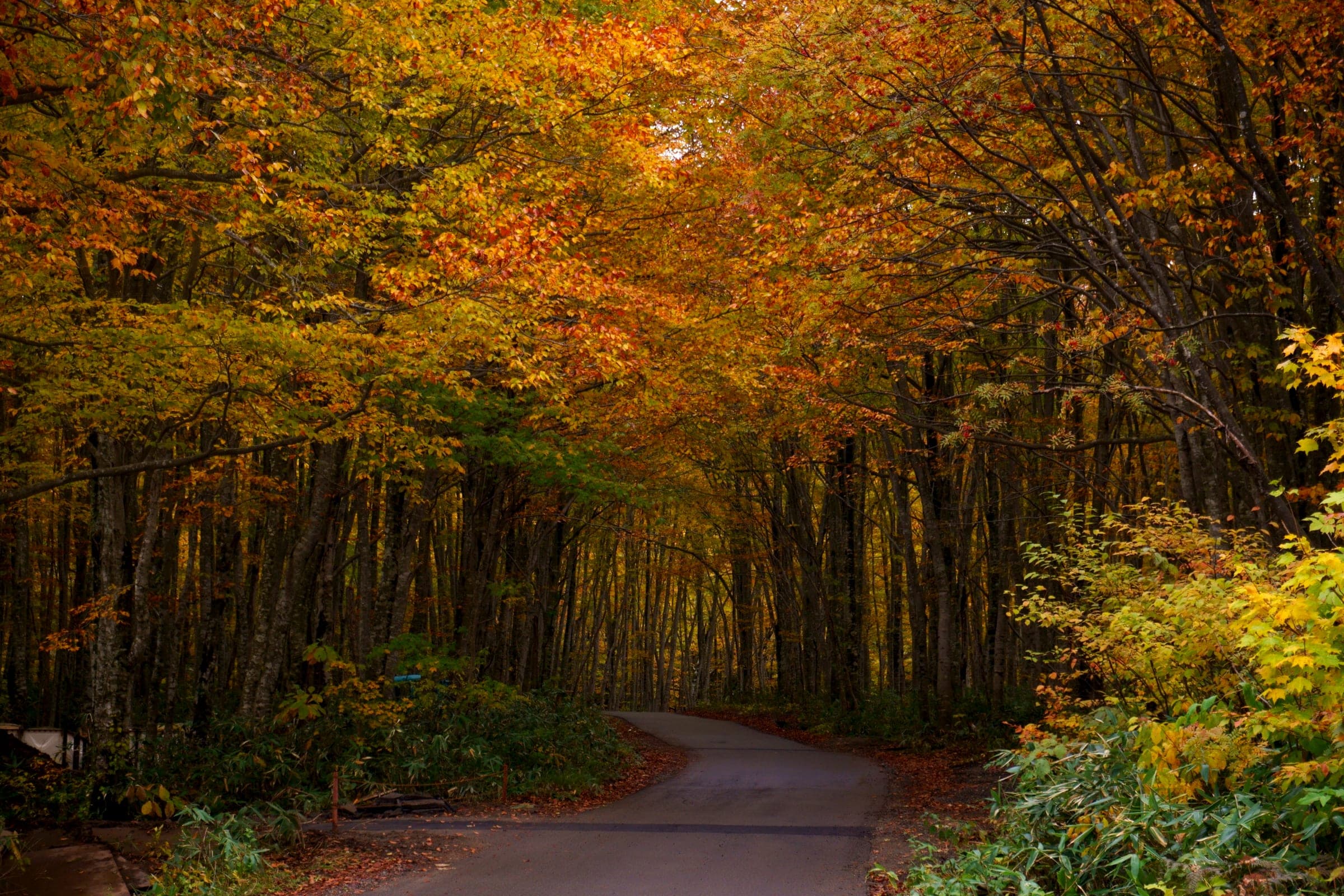 The road into Nyuto Onsen runs through a tunnel of beech trees in October colour.