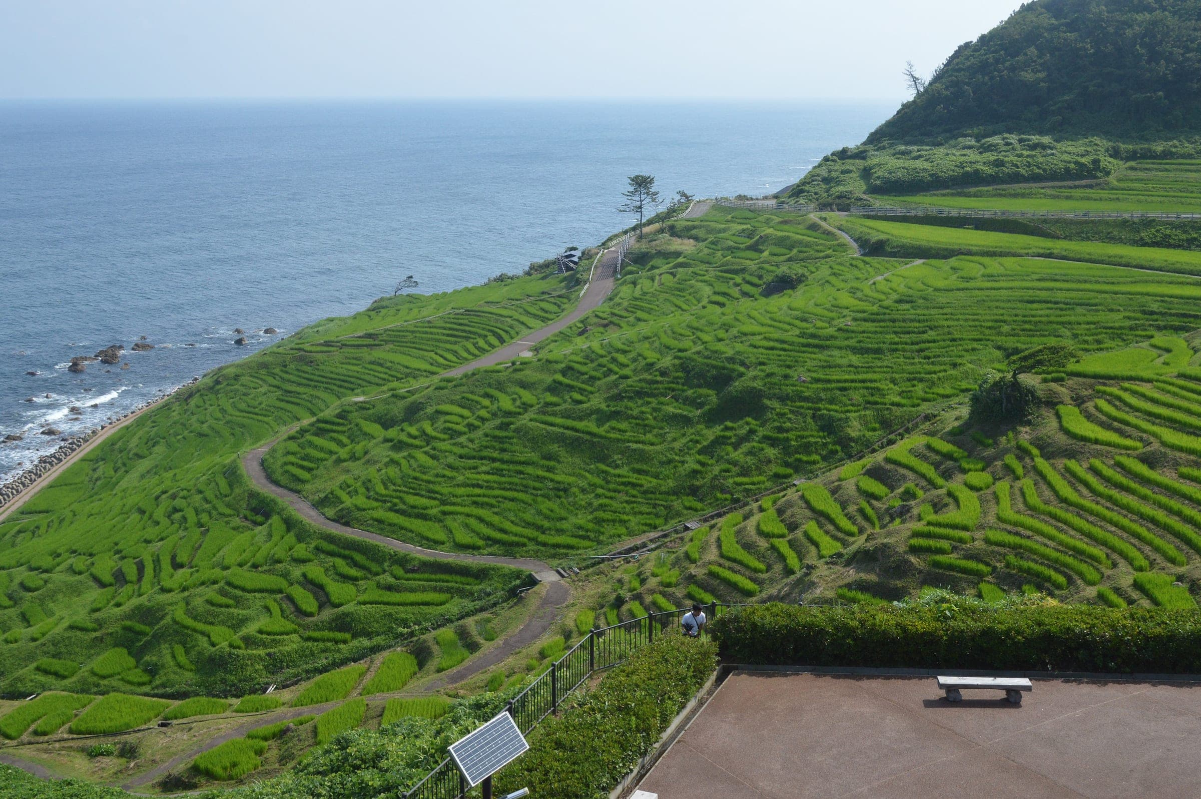 Green rice terraces at Shiroyone Senmaida in Wajima step down to the Sea of Japan on the Noto coast