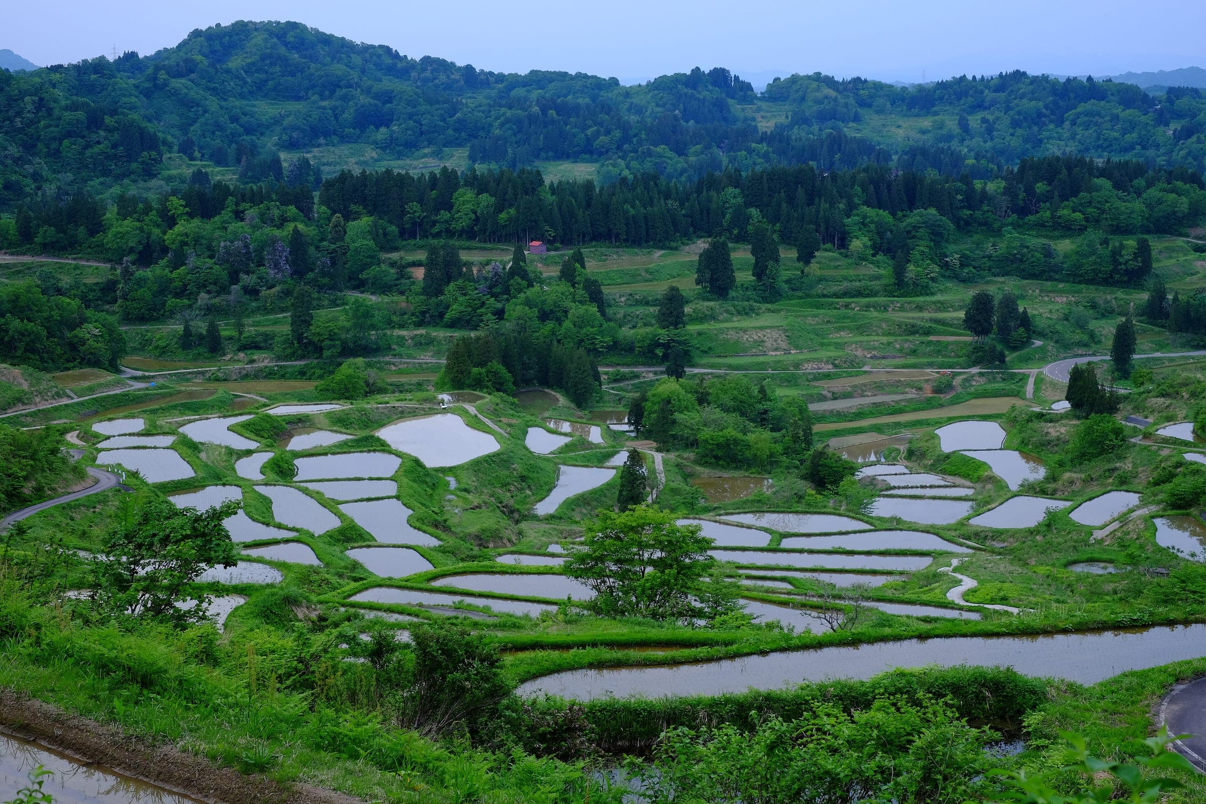 Flooded rice terraces at Hoshitoge in Tokamachi step down a forested valley in early May