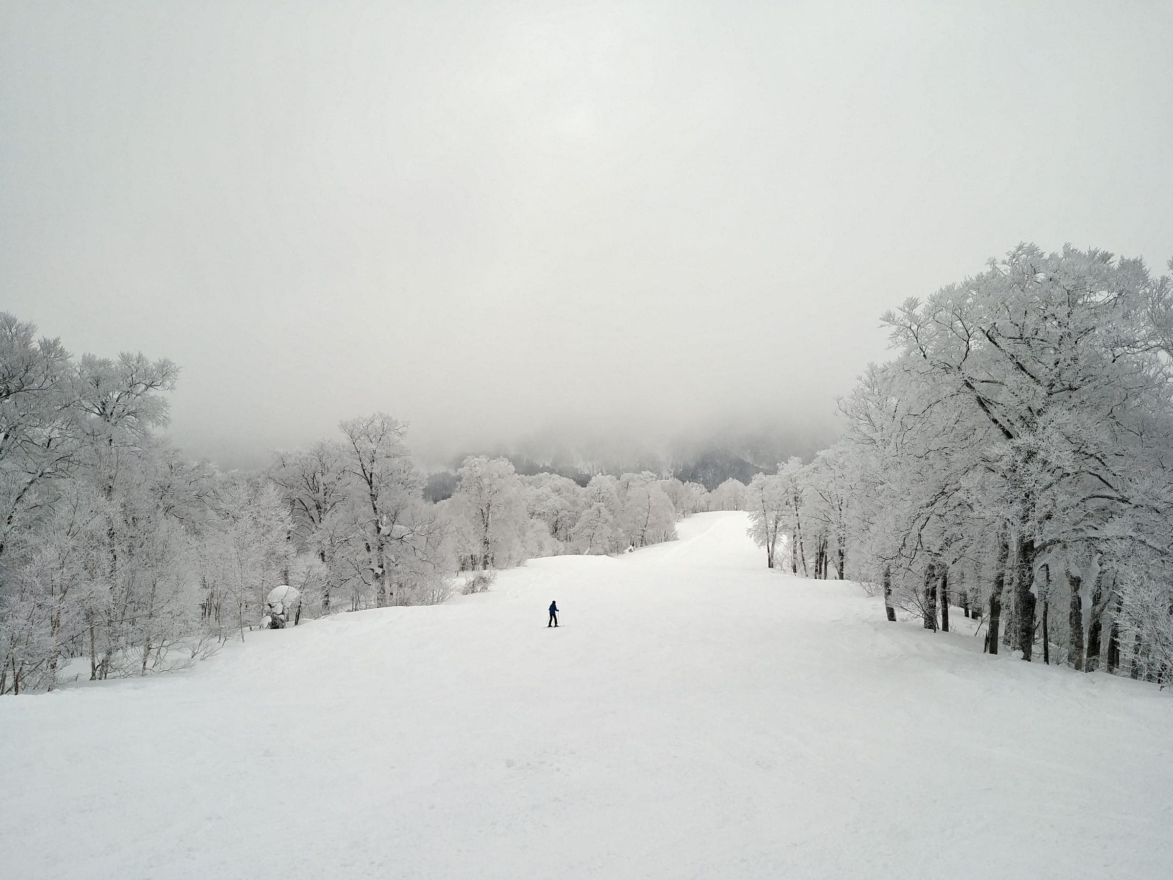 A lone skier descends a Yamabiko run near the top of Nozawa Onsen between rime-coated trees in fog